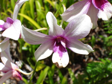 Orchid Hawaii